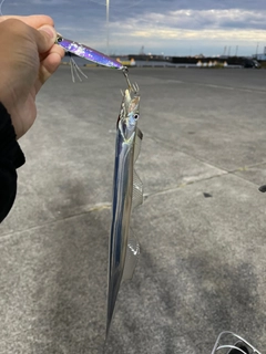 タチウオの釣果