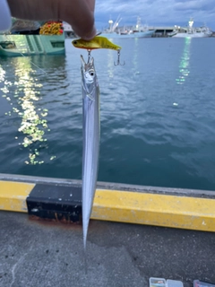 タチウオの釣果