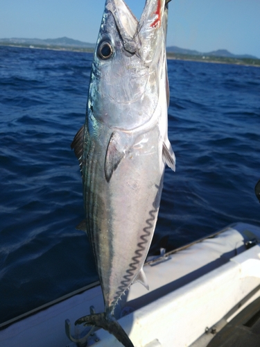 カツオの釣果