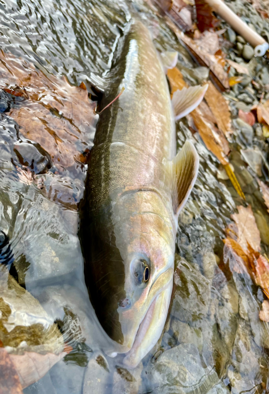 アメマス