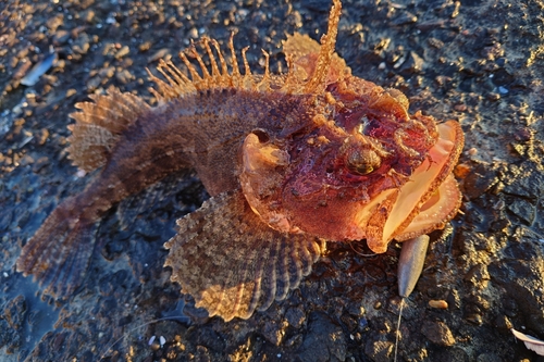 ケムシカジカの釣果