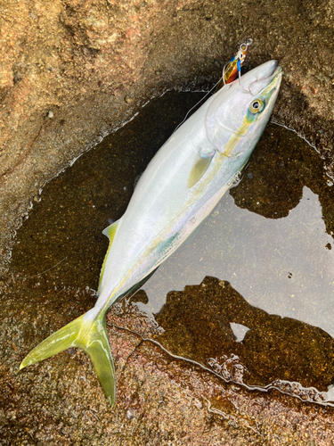 ハマチの釣果