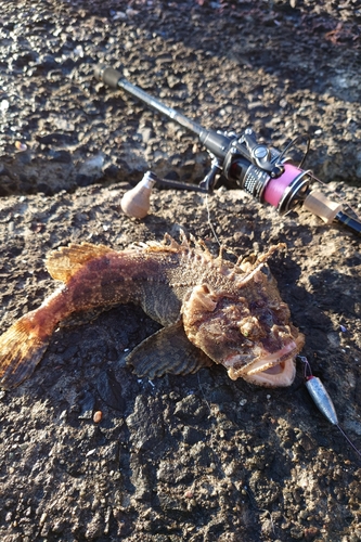 ケムシカジカの釣果