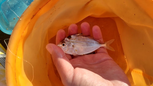 ママカリの釣果