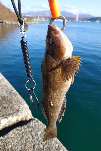 アイナメの釣果