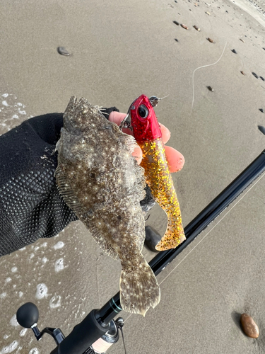 ソゲの釣果