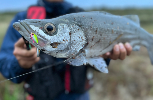 ヒラスズキの釣果