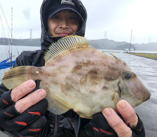 カワハギの釣果