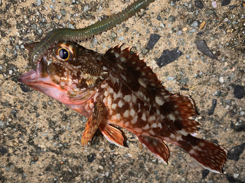 カサゴの釣果