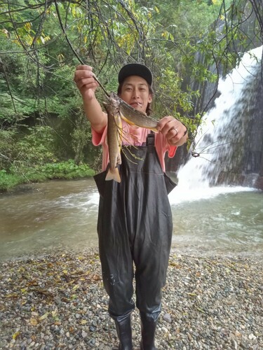 イワナの釣果