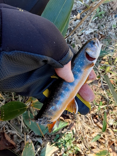 オショロコマの釣果