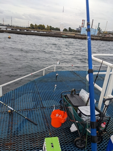 カタクチイワシの釣果