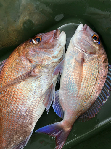 マダイの釣果