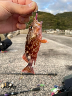 カサゴの釣果