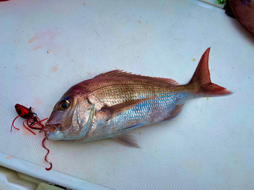 マダイの釣果