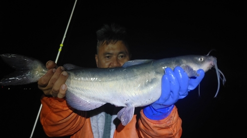 アメリカナマズの釣果