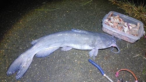 アメリカナマズの釣果