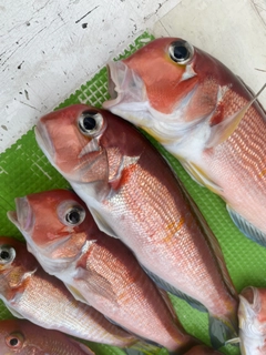 アマダイの釣果