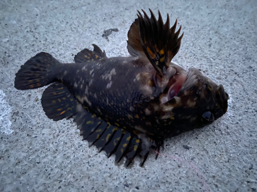 オウゴンムラソイの釣果