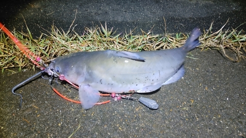 アメリカナマズの釣果