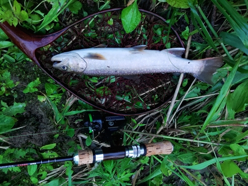 イワナの釣果