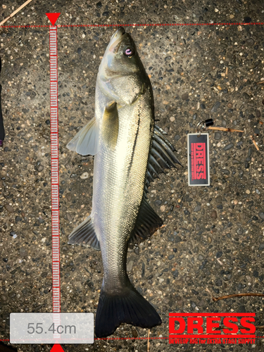 シーバスの釣果