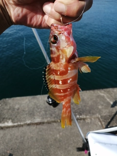 アカハタの釣果