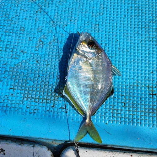 カイワリの釣果