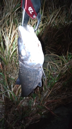 ニゴイの釣果