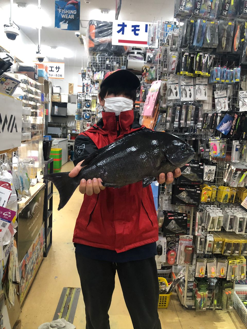 オナガグレ