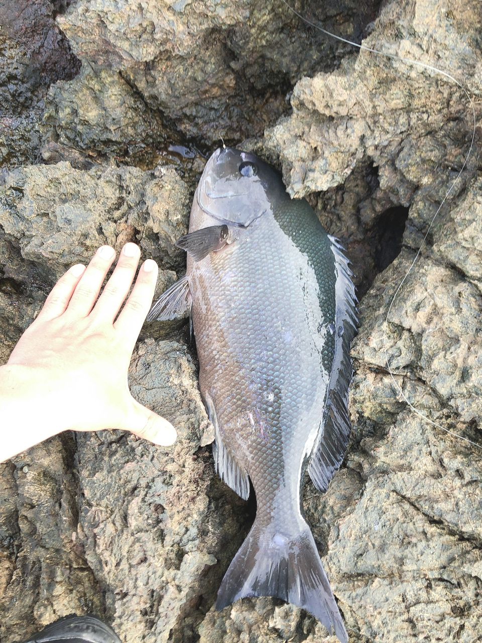 オナガグレ