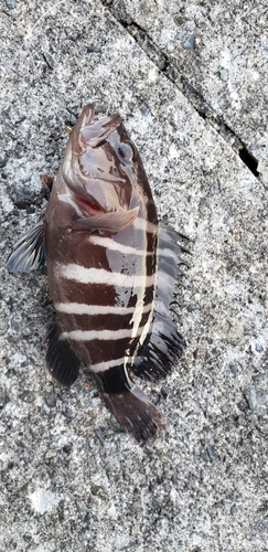 タカノハダイの釣果