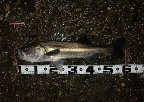 シーバスの釣果