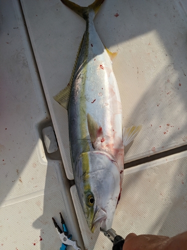 ハマチの釣果