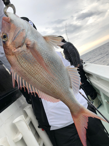 タイの釣果