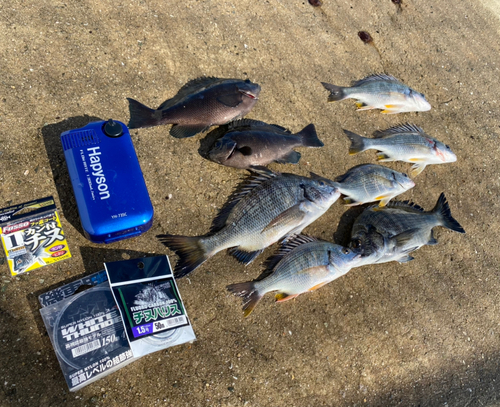 チヌの釣果