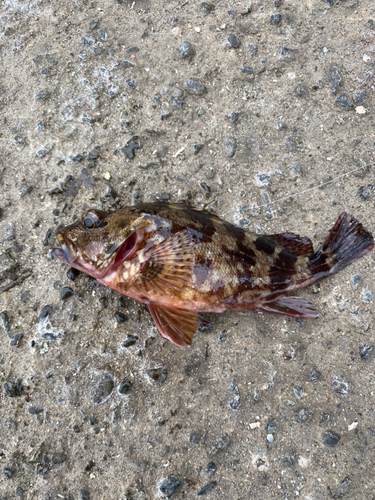 カサゴの釣果