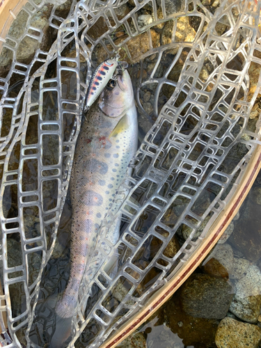 アマゴの釣果