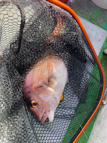 タイの釣果