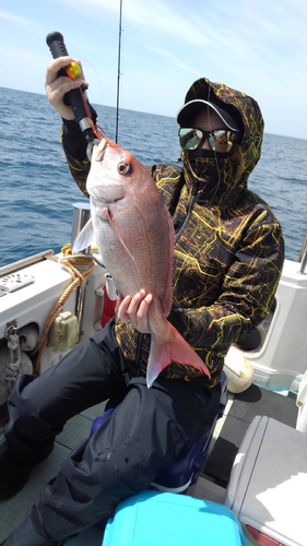 アオハタの釣果