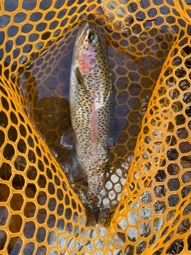 ニジマスの釣果