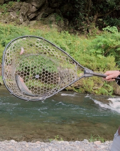 ニジマスの釣果