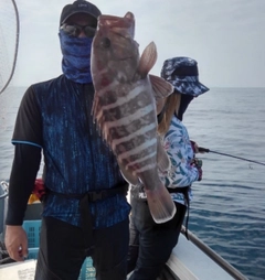 マハタの釣果