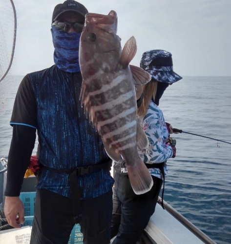 マハタの釣果