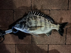 クロダイの釣果