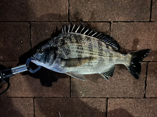 クロダイの釣果