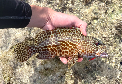 カンモンハタの釣果