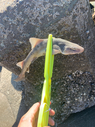 サメの釣果