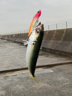 サバの釣果