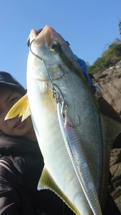 ショゴの釣果